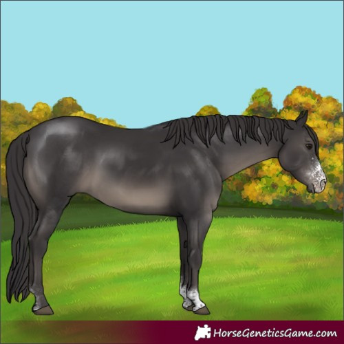 Horse Color:Smoky Black Sabino Rabicano 