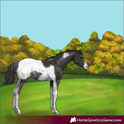 Horse Color:Smoky Black Tobiano Frame Appaloosa Rabicano 