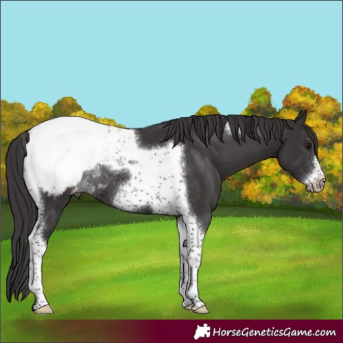 Horse Color:Smoky Black Tobiano Frame Appaloosa Rabicano 