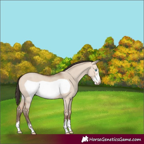 Horse Color:Amber Champagne Dun Frame 