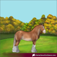 Horse Color:Gray Gold Champagne Splash Rabicano 