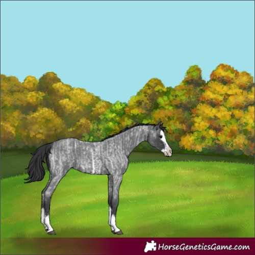 Horse Color:Blue Roan Sabino Splash  and Blue Roan Sabino Splash 