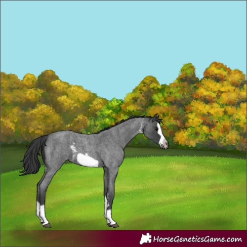 Horse Color:Blue Roan Sabino Splash  and Blue Roan Sabino Splash Frame 