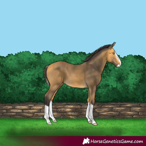 Horse Color:Buckskin Splash 