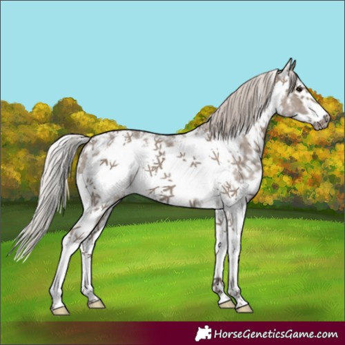 Horse Color:Silver Grullo Sabino Frame 