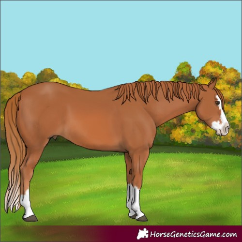 Horse Color:Chestnut Splash 