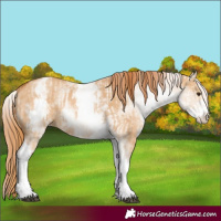 Horse Color:White Spotted Red Dun Rabicano  and White Spotted Red Dun Rabicano 