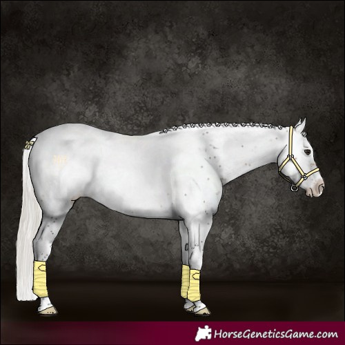 Horse Color:Silver Buckskin Sabino Appaloosa 