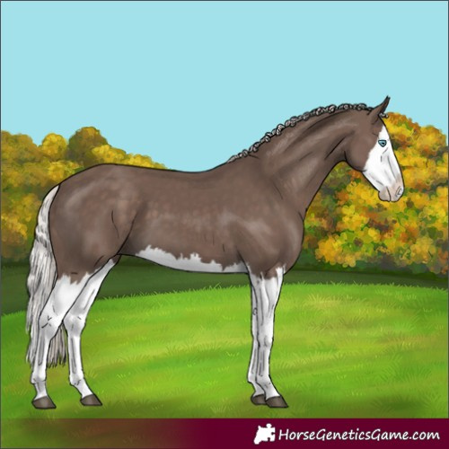 Horse Color:Silver Black Splash 