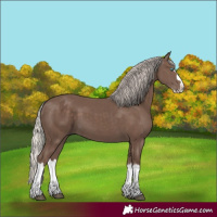 Horse Color:Silver Black Splash 