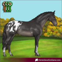 Horse Color:Smoky Black Tobiano Appaloosa Rabicano