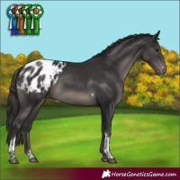 Horse Color:Smoky Black Tobiano Blanket Rabicano