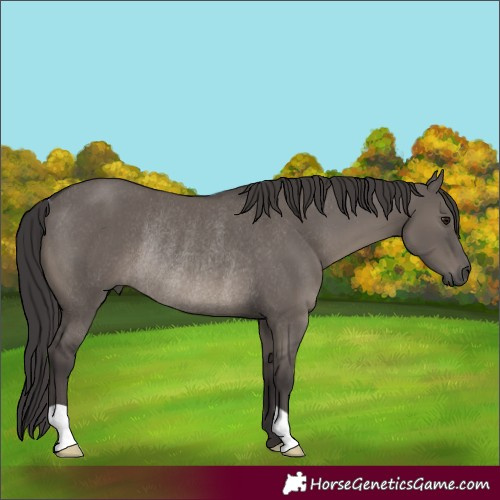 Horse Color:Smoky Grullo Rabicano 
