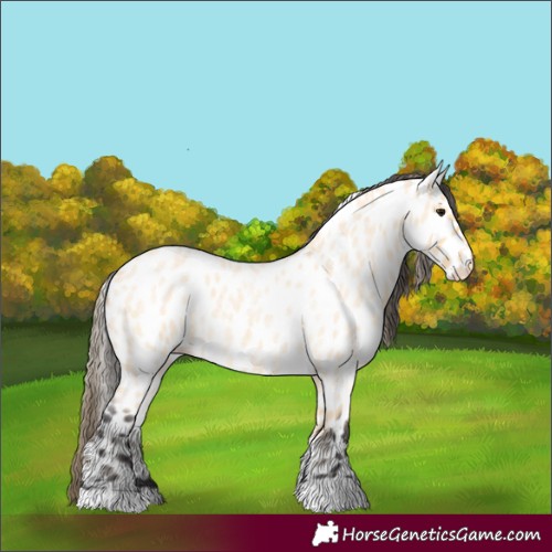 Horse Color:Buckskin Roan Appaloosa 