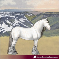 Horse Color:Buckskin Roan Appaloosa 