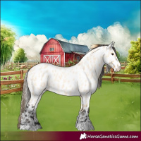 Horse Color:Buckskin Roan Appaloosa 