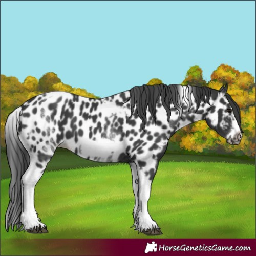 Horse Color:White Spotted Black Splash Tobiano Frame Appaloosa