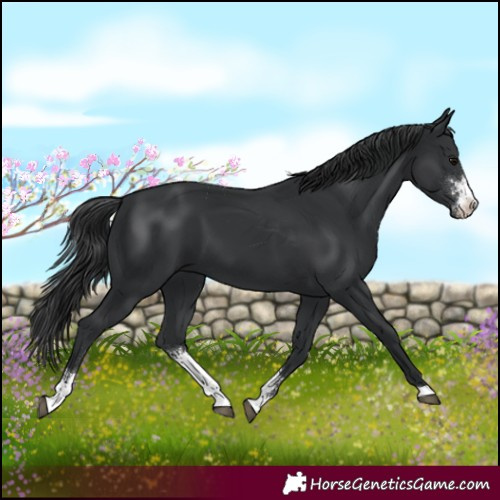 Horse Color:Black Sabino