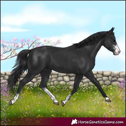 Horse Color:Black Sabino