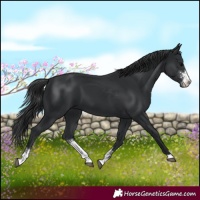 Horse Color:Black Sabino 