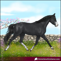 Horse Color:Black Sabino 