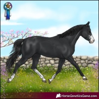 Horse Color:Black Sabino