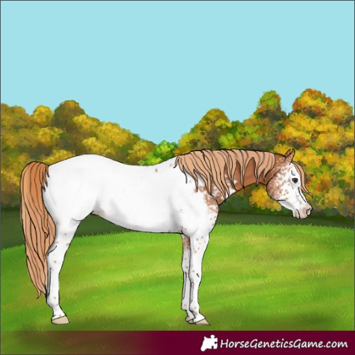 Horse Color:White Spotted Chestnut Appaloosa 