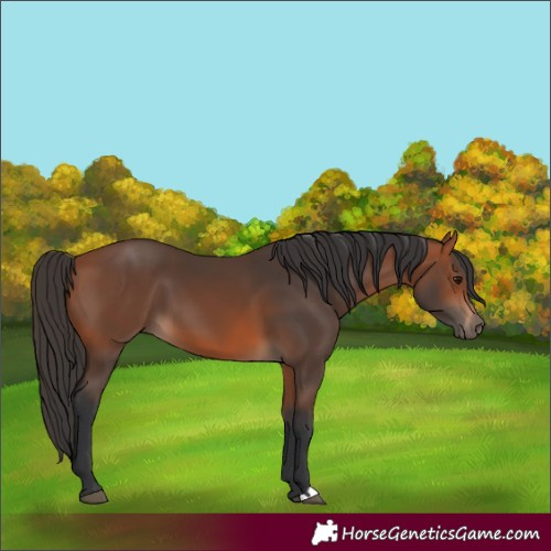 Horse Color:Bay 