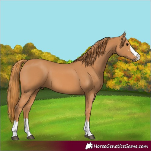 Horse Color:Chestnut 