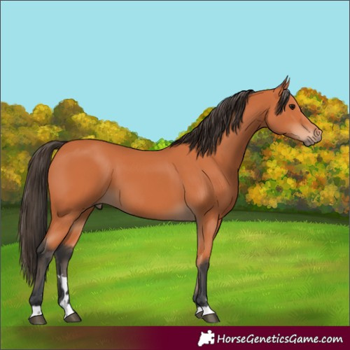 Horse Color:Unknown 