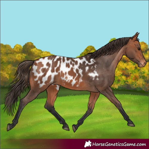 Horse Color:Bay Appaloosa 