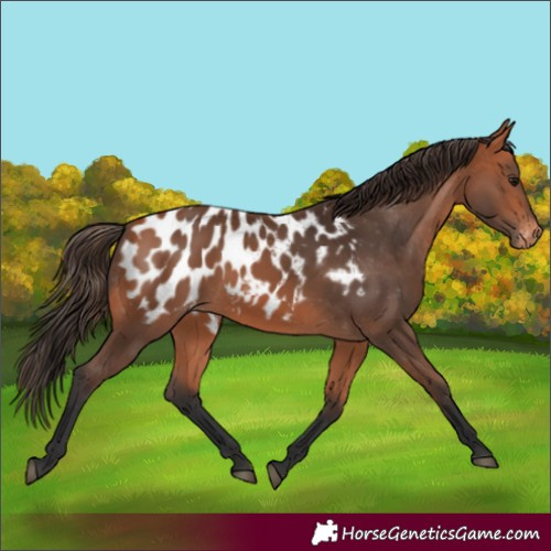 Horse Color:Bay Near Leopard 