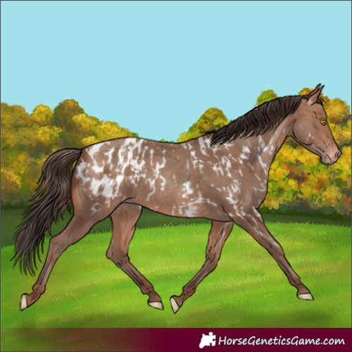 Horse Color:Amber Champagne Near Leopard  and Amber Champagne Blanket 