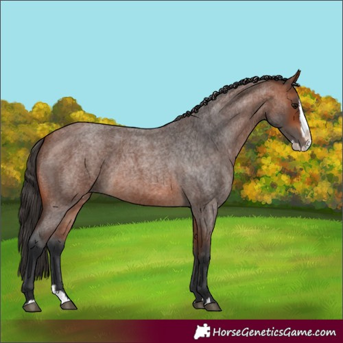 Horse Color:Unknown 