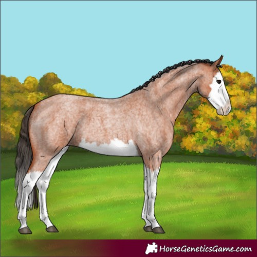Horse Color:Unknown 