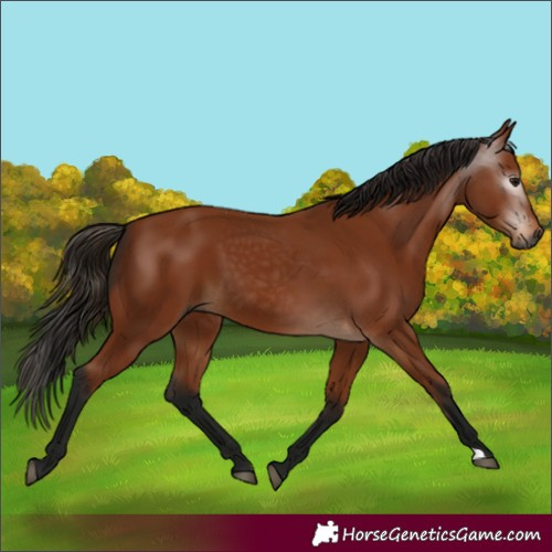 Horse Color:Gray Bay 