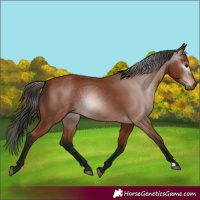 Horse Color:Gray Bay