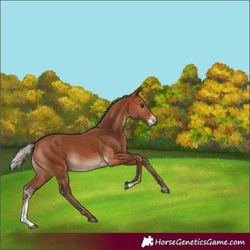 Horse Color:Silver Brown Sabino 