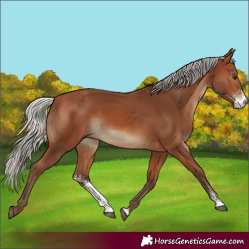 Horse Color:Silver Brown Sabino 