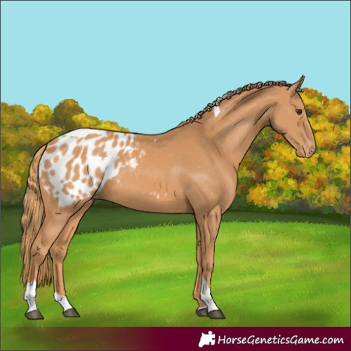 Horse Color:Unknown 