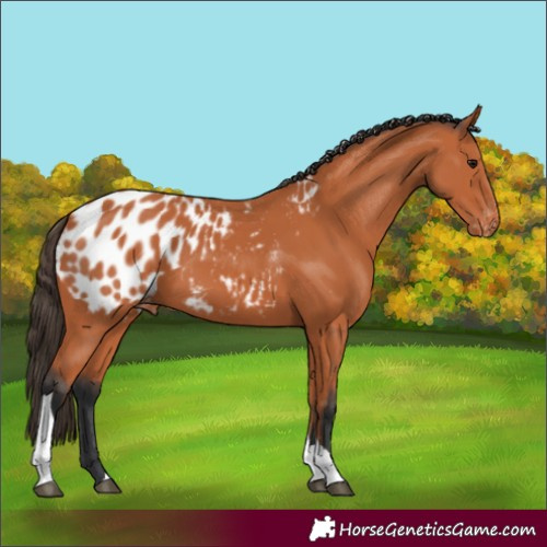 Horse Color:Unknown 