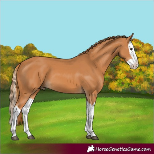 Horse Color:Unknown 
