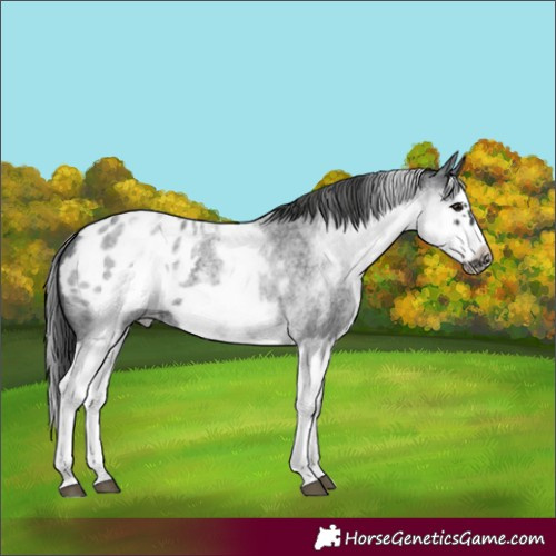 Horse Color:White Spotted Blue Roan Splash Frame Appaloosa 