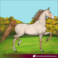 Horse Color:Red Dun Roan Sabino