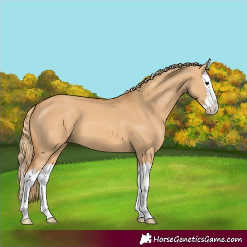 Horse Color:Unknown 