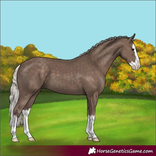 Horse Color:Unknown 