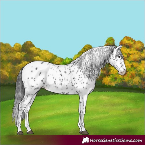 Horse Color:Black Tobiano Appaloosa 
