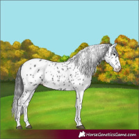 Horse Color:Black Tobiano Appaloosa 