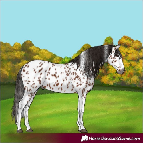 Horse Color:Gray Bay Tobiano Appaloosa 