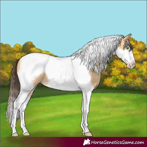 Horse Color:Amber Cream Champagne Tobiano Frame 